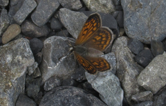 Lycaena boldenarum