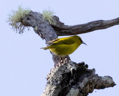 Chlorodrepanis virens virens