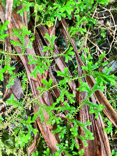Selaginella kraussiana, 2026-01-15