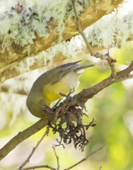 Hemignathus wilsoni