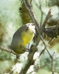 Hemignathus wilsoni