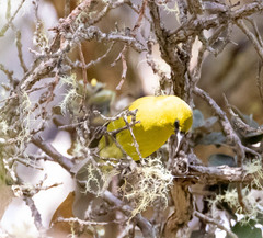 Chlorodrepanis virens virens