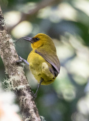 Hemignathus wilsoni