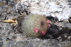 Mammillaria haageana conspicua
