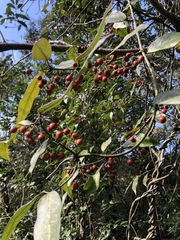 Gardneria multiflora