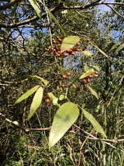 Gardneria multiflora