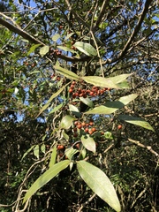 Gardneria multiflora