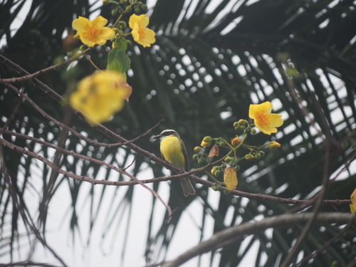 Boat-billed Flycatcher (Megarynchus pitangua), photo 6