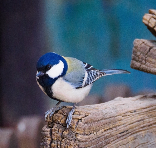 Asian Tit