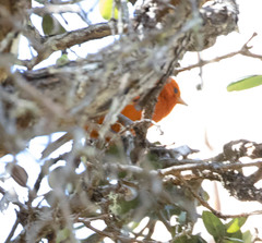 Loxops coccineus