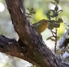 Chlorodrepanis virens virens
