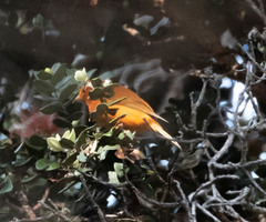 Loxops coccineus
