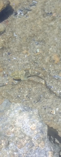 Bathygobius soporator
