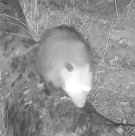 Opossum
