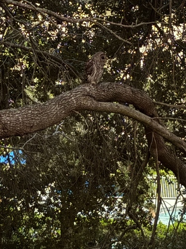 View observation of {o.common_name} on iNaturalist