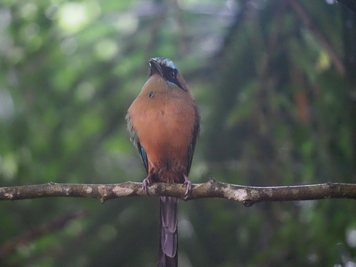 Whooping Motmot (Momotus subrufescens), photo 4