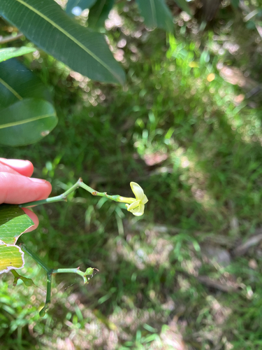 Ochrosia haleakalae observed 2026-01-14
