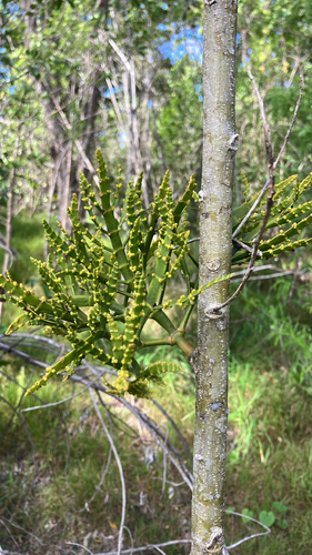Korthalsella complanata observed 2026-01-14