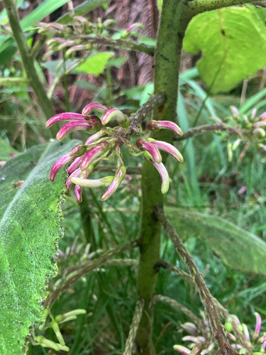 Cyanea pilosa observed 2026-01-15