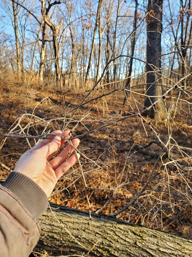 Slippery elm