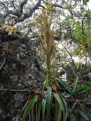 Tillandsia parryi