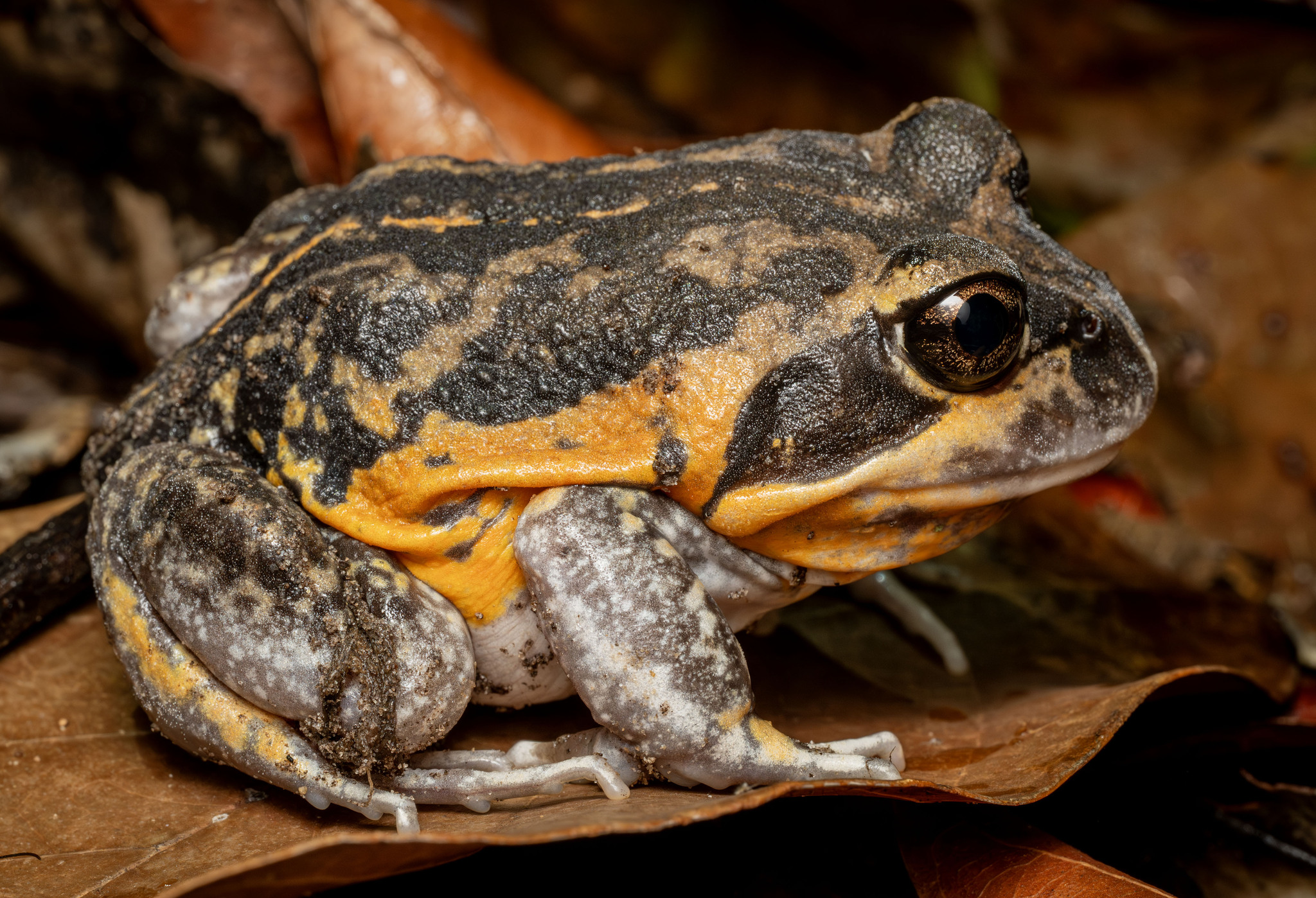 Northern Banjo Frog photo 3