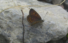 Lycaena boldenarum