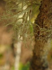 Ramalina geniculata