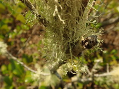 Ramalina geniculata