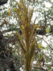 Tillandsia parryi