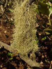 Ramalina australiensis