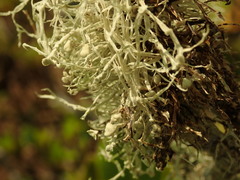 Ramalina geniculata