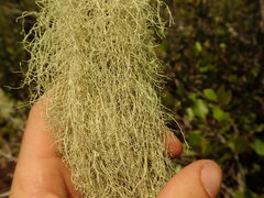 Ramalina australiensis