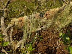 Usnea angulata