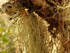 Usnea nidifica