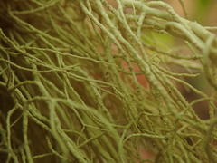 Usnea nidifica
