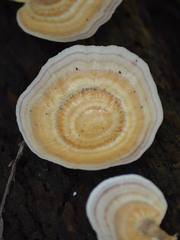 Microporellus obovatus