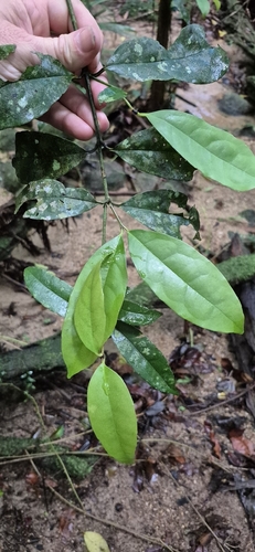 Doryphora aromatica observed 2025-12-19