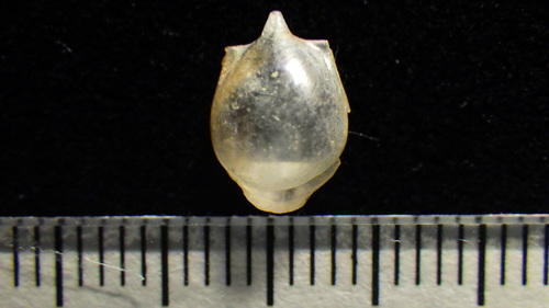 Cavolinia gibbosa observed 2017-12-11