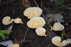 Microporellus obovatus