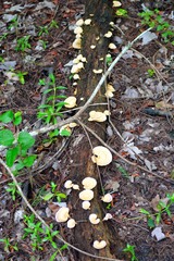 Microporellus obovatus