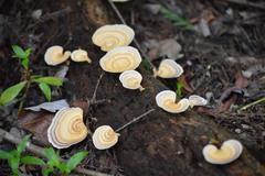 Microporellus obovatus