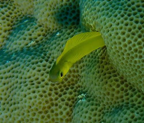 Bicolor fangblenny (Plagiotremus laudandus) — Blenniidae