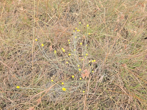 Lemon Beauty-heads (Calocephalus citreus)