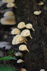 Microporellus obovatus