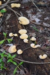 Microporellus obovatus