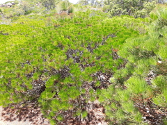 Melaleuca granitica