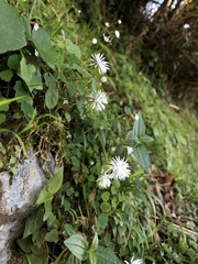 Thalictrum urbainii
