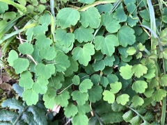 Thalictrum urbainii