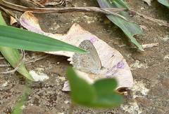 Zizina otis labradus